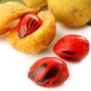 20+ Nutmeg Pala Seedss (Myristica fragrans) For Planting - Picture 1 of 5