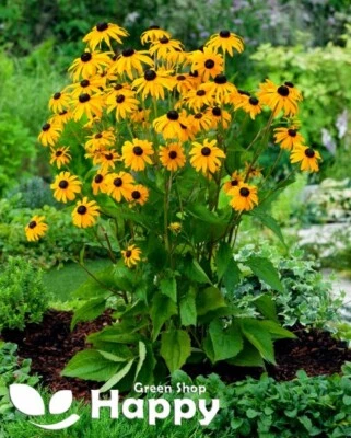Rudbeckia 'Goldsturm' – 100 Seeds – The Best Black-Eyed Susan for Your Garden - Image 1 of 2