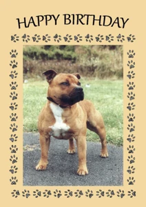 STAFFORDSHIRE BULL TERRIER HUND GEBURTSTAGSGRÜSSE NOTIZKARTE - Bild 1 von 1