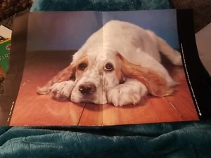 1982 Poster Welpe Hund 22x17 Scholastic Weekly Books Vintage Walter Chandoha - Bild 1 von 5