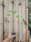Larger Moringa Rooted Live Plant  17"  Tree Of Life Food Forest 3" Pot