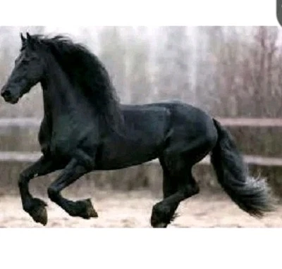 Racing Horse Force with Blue, or Black Cap CEN Racing - Image 1 of 2