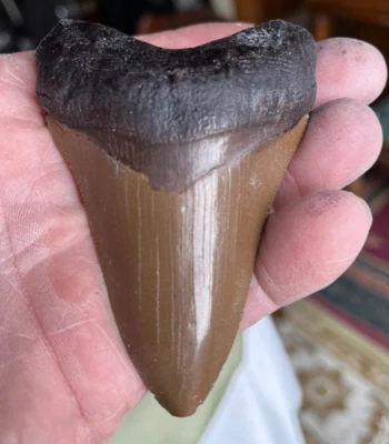99%  PERFECT MEGALODON tooth REPLICA 3&5/8" A+ Serrations  BROWN WITH BLACK ROOT - Image 1 of 4