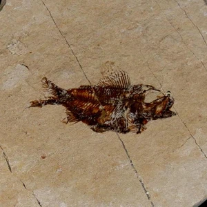 1.1" Ctenothrissa Fossil Fish Plate Cretaceous Dinosaur Age Hakel Lebanon - Picture 1 of 6