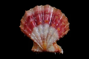 Tatskiesschalen Meereslebewesen - Mirapecten rastellum 39mm - SCHÖNE FARBE! - Bild 1 von 4