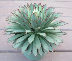 "Bella" Mangave 3" + STARTER Pflanze Agave & Manfreda RAR Hybride NEU FÜR 2025!! - Bild 1 von 10