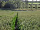 Photo 6X4 Farmland, Ramsdell Charter Alley A Crop Of Wheat Near Lower Far C2009