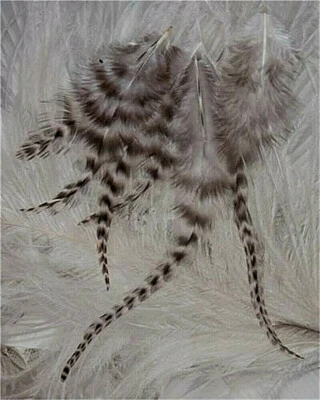 60+ plumas sueltas de gallo de chinchilla parda barradas negras/blancas vendedor de EE. UU. Foto 1 de 3