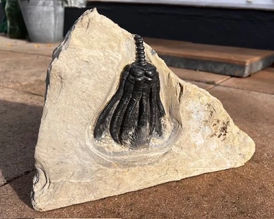 Encrinus liliiformis/Alverdissen/Muschelkalk - Bild 1 von 3