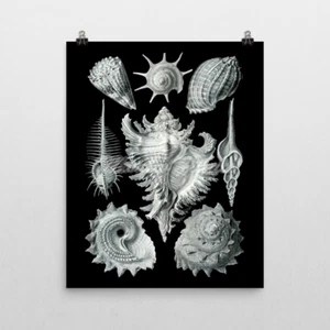 Ernst Haeckel ArtForms in Nature, Prosobranchia. Sea Shells Art Print 16x20 - Picture 1 of 2