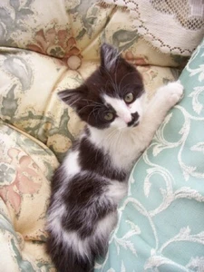 My Precious Ruby---Cat Fridge Magnet  - Picture 1 of 1