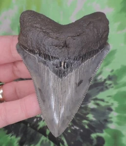 Megalodon Sharks Tooth 3 3/4" inch VERY NICE fossil sharks teeth tooth - Picture 1 of 4