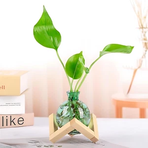 Plant Propagation Station Vases Glass Bulb with Wooden Stand for Plants Green - Picture 1 of 11