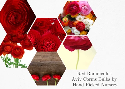50 RANUNCULUS RED SHADES BULBS - Image 1 of 4