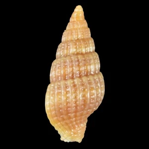 VEXILLUM MICRA (Olango Isl., Philippines) 6.4mm #47588 - Picture 1 of 3