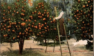 St Augustine, FL, Orange Grove, Harvest, Early Postcard 4682