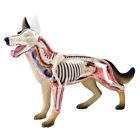1X(Animal Anatomy Model 4D Dog Intelligence Assembling Toy Teaching Anatomy Mode