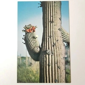 Vntg Postcard Saguaro Giant Cactus Close Up Tucson Arizona Desert Nature View - Picture 1 of 2