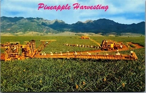 Vintage Hawaii HI Postcard Pineapple Harvesting Field Workers with Machinery - Picture 1 of 3