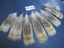 Tiger Turkey Pre-Tail feathers,8 pcs, Natural feathers, Jewelry feathers (PT-10)