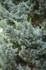 Blaauw Chinesischer Wacholder, Juniperus chinensis 3xv mB 50-60cm