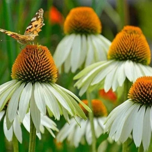 Echinacea Seeds - White Swan - 250.mg - Picture 1 of 1