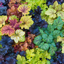 100+ Coral Bells ‘Newest Hybrids’ Seeds - Ultra Colorful Foliage Mix