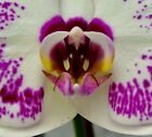 Phalaenopsis White Harley Spots NEW Flowering Orchid Orchids