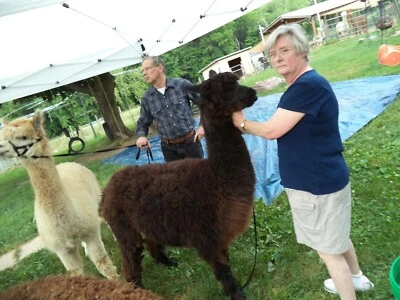 Huacaya itinerante de alpaca lavada negra de Amiee - Envío gratuito Foto 1 de 2