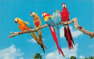 Colorful Macaws Wild Parrots Jungle South Miami Florida FL Chrome Postcard - Picture 1 of 2