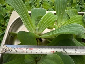10 X Large Water Lettuce Floating Pond Plant - Picture 1 of 4