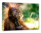 Orang-Utan Baby spielt mit Stock, Leinwandbild