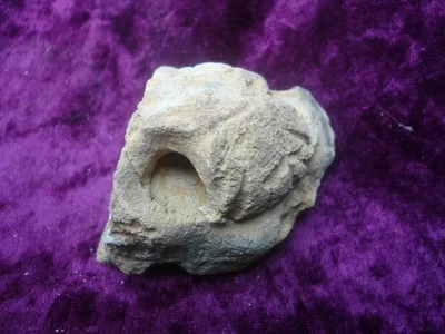  Fossilized  sea urchin/echinoid 76) - Image 1 of 4