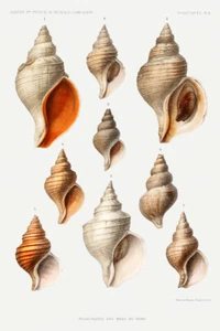 Impresión artística giclee Moluscos de los Mares del Norte II por Alberto I Príncipe de Mónaco - Imagen 1 de 3