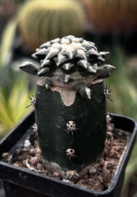 18-1627. Cactus Kotschoubeyanus, VM 526 s. Lucio Blanco, Coah. Mex.  (Injertado) Foto 1 de 2