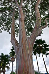 Eucalyptus Gunnii- Cider Gum Tree Evergreen 145cm inc pot - Picture 1 of 3