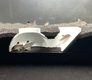 Aquarium Underground Cave Tunnel Dome Fish Tank Ornament Decorations Accessories - Picture 1 of 10