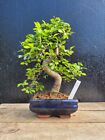 Bonsai Tree Chinese Elm Live Indoor outdoor Houseplant in 15cm Bonsai  Pot 38