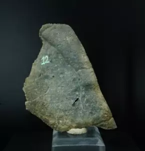 Turtle Shell Fragment / Uintah Basin, Utah / Miocene Fossil Specimen - Picture 1 of 3