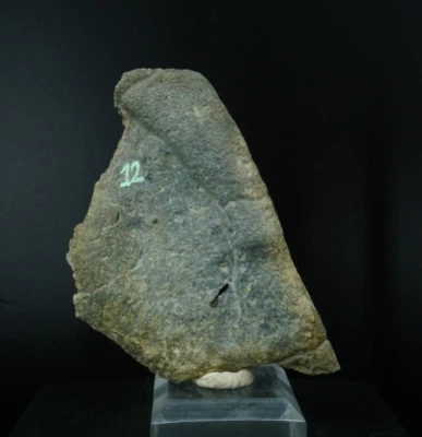 Turtle Shell Fragment / Uintah Basin, Utah / Miocene Fossil Specimen - Image 1 of 3