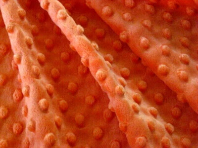 NARANJA MINKY CUDDLE HOYUELO PUNTO FELPA TEJIDO COSER EDREDÓN TELA ARTESANAL POR Y PRECORTADOS Foto 1 de 4