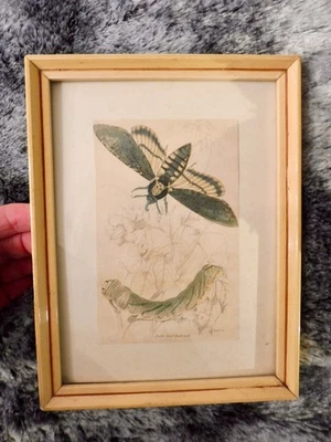 Handkolorierte Lithografie Totenkopfschwärmer von Wiliam Home Lizars - Bild 1 von 3