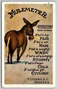 Mule Meter Mulemeter Comic Tijuana Mexico WB Postcard R35 - Picture 1 of 2