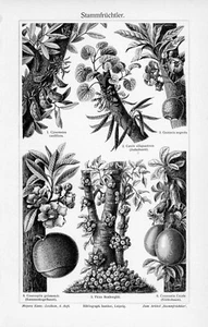 1905 TREE STEM FRUIT ENGRAVING ILLUSTRATION PRINT 4 PAGES - Picture 1 of 6