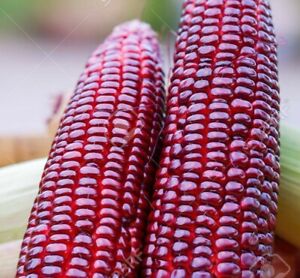 Heirloom RED Indian Bloody Butcher Sweet Corn Maize 20 SEEDS ORGANIC BIO non-GMO