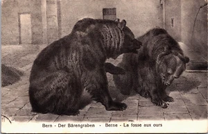 Switzerland Bear Cave Bern Der Bärengraben Vintage Postcard B164 - Picture 1 of 2