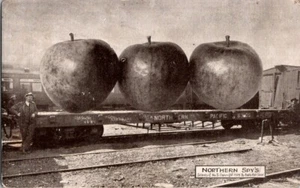 AK Übertriebenes Bild 3 Äpfel verschifft Nordpazifik Zug 1912 D-480 - Bild 1 von 2