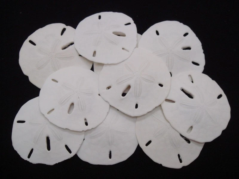 100 PCS FLORIDA KEYHOLE SAND SHELL DOLLAR DECOR WEDDING CRAFT 1 1/2" - 2" - Image 1 of 1