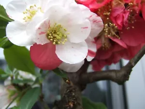Bonsai - Zierquitte - Chaenomeles `Koshi no kagayaki` - rote Form selten !!!! - Bild 1 von 17
