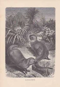 Ichneumon Melon Mangusten Holzstich von 1890 G. Mützel Egyptian mongoose - Picture 1 of 1
